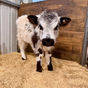 Finn Midsize Highpark Bull