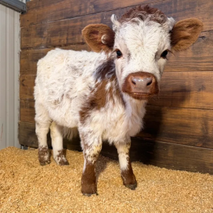 Freddy Mini Highpark Bull