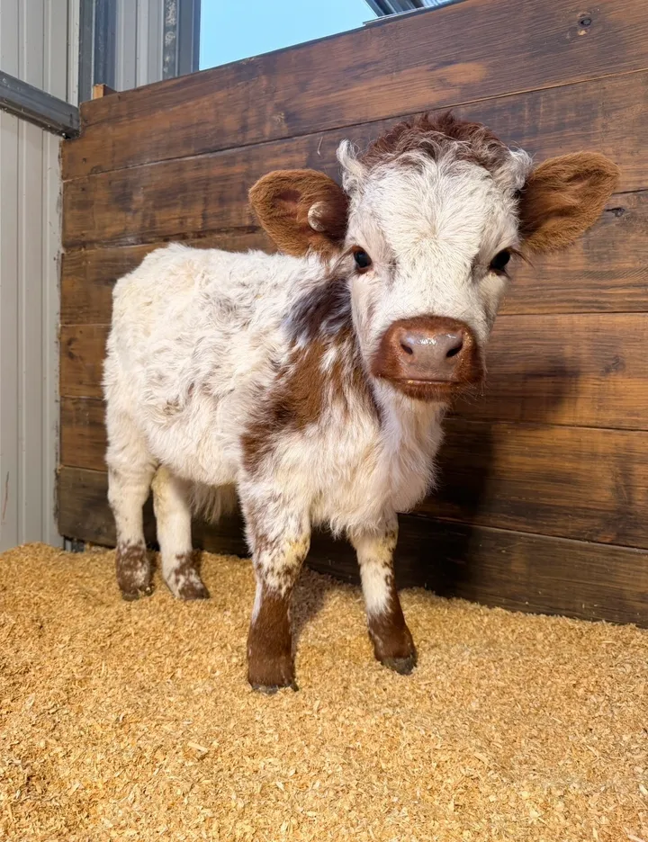 Freddy Mini Highpark Bull