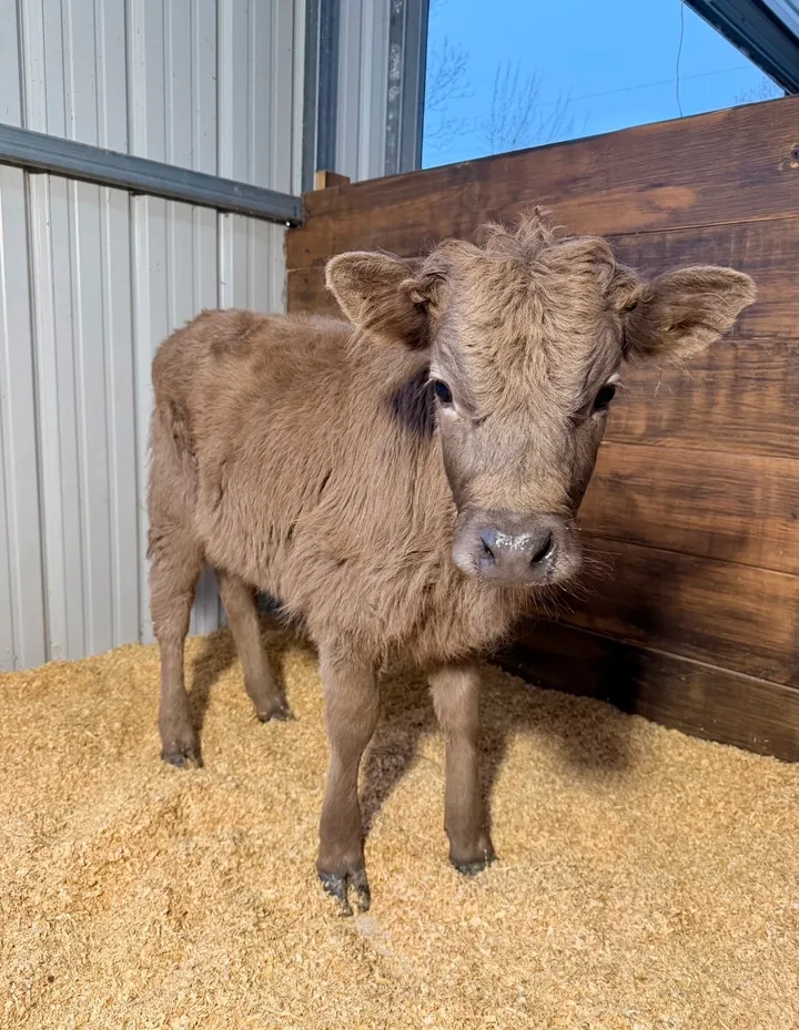 Layla Midsize Whitepark/Dexter Cross Heifer