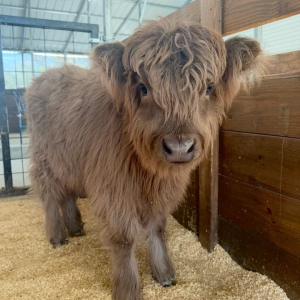 Mandy Midsize Dun Highland Heifer