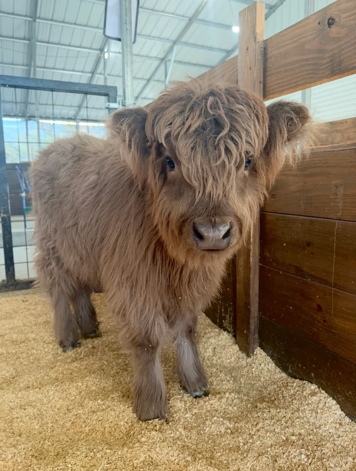 Mandy Midsize Dun Highland Heifer