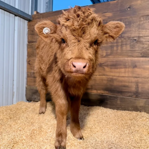 Marylin Mid Size Highdex Heifer