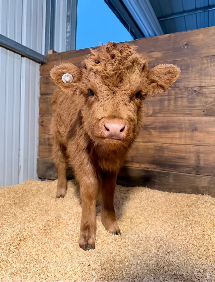 Marylin Mid Size Highdex Heifer