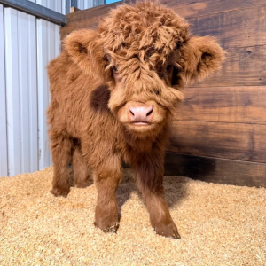 Monroe adorable midsize highland bull