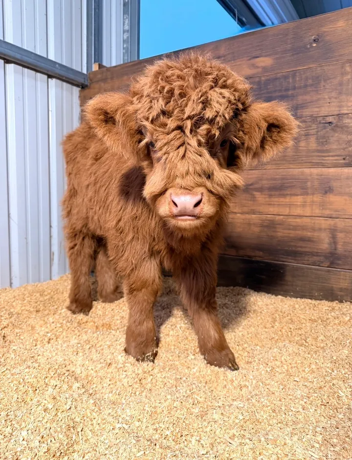 Monroe adorable midsize highland bull