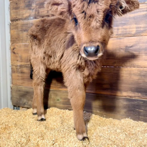 Nutmeg Favorite Highland/Zebu Heifer
