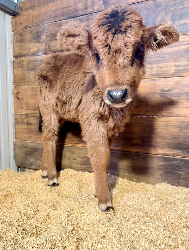Nutmeg Favorite Highland/Zebu Heifer