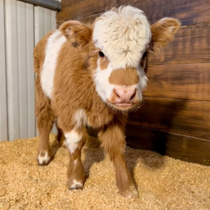 Peaches Midsize Panlander Heifer