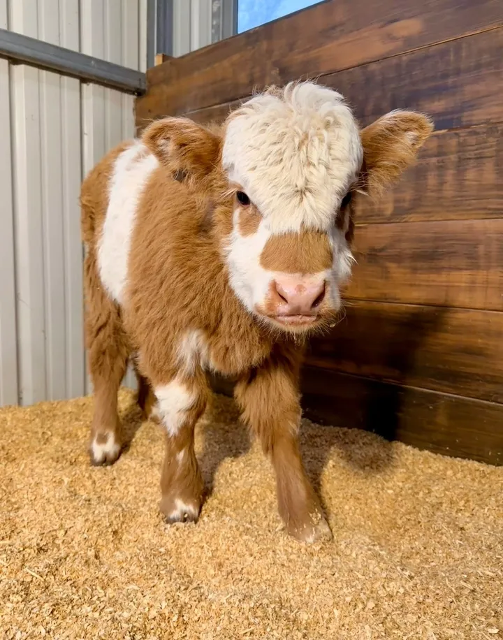 Peaches Midsize Panlander Heifer
