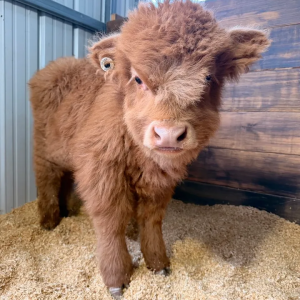 Piper Midsize Red Highland Heifer