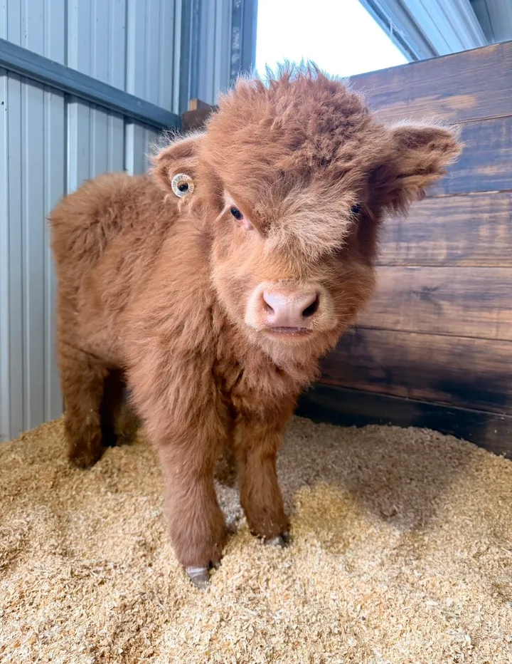 Piper Midsize Red Highland Heifer